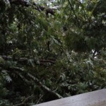 Tree Down On Carbon City Road In Burke County Photo Credit Kelly Davis