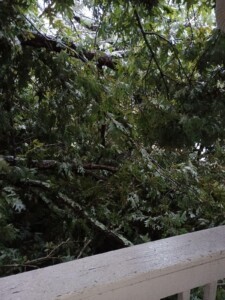 Tree Down On Carbon City Road In Burke County Photo Credit Kelly Davis