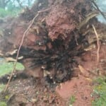 Morganton Storm Damage Photo Credit Sabrina Burse