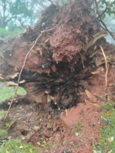 Morganton Storm Damage Photo Credit Sabrina Burse