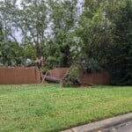 Helene Tree Down At Monroe Rd And Chasewood Dr 20240927 135154796