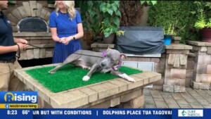 Pet Of The Week: Meet Tay Tay