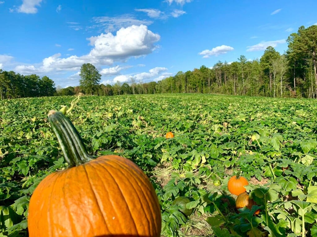 Pumpkin2