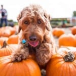 Shelby Pumpkin Patch