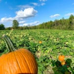 Pumpkin2