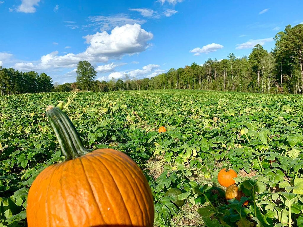 Pumpkin2