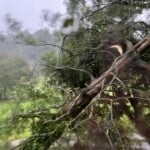 Tree Down In Boiling Springs Cleveland County Photo Credit Nicole Benfield