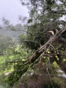 Tree Down In Boiling Springs Cleveland County Photo Credit Nicole Benfield