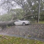 Tree On Vehicle In Morganton Photo Credit Sabrina Burse