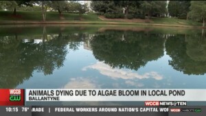Animals Dying Due To Algae Bloom In Local Pond