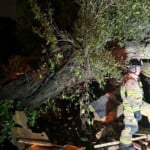 Tree Falls On House