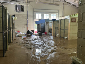 Brother Wolf Animal Rescue Destroyed By Helene Img 7155