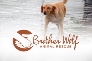 Brother Wolf Animal Rescue Feature Image 1080x720