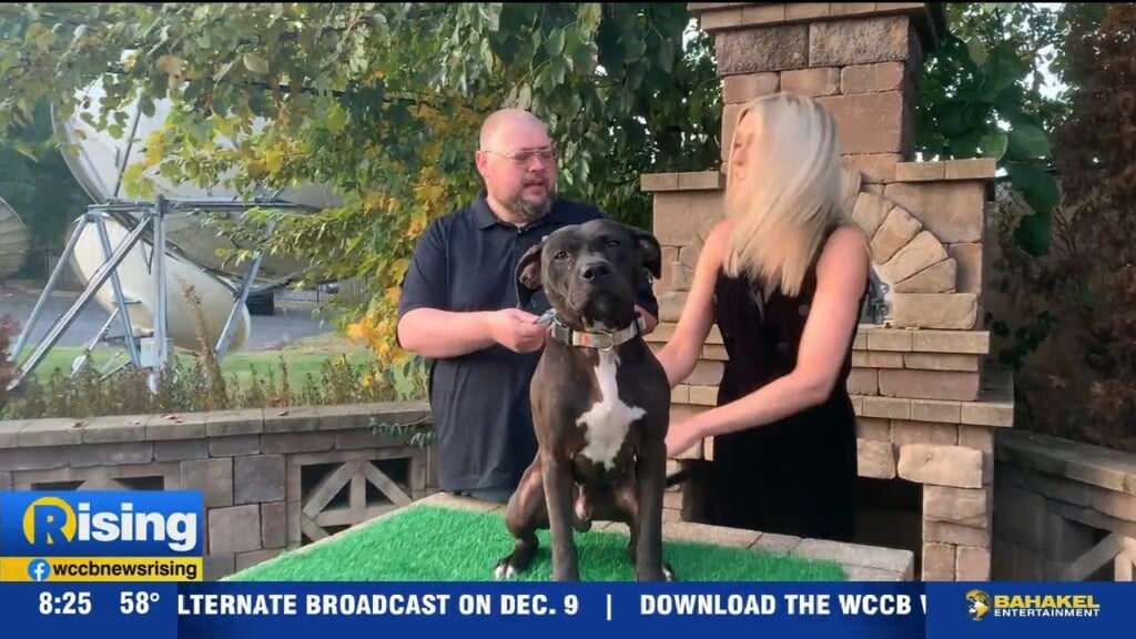 Pet Of The Week: Meet Archie!