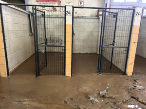 Brother Wolf Animal Rescue Destroyed By Helene Img 7144