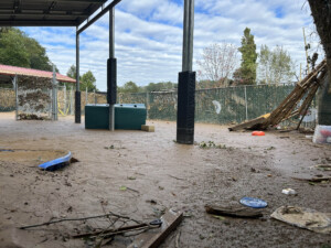 Brother Wolf Animal Rescue Destroyed By Helene Img 7136