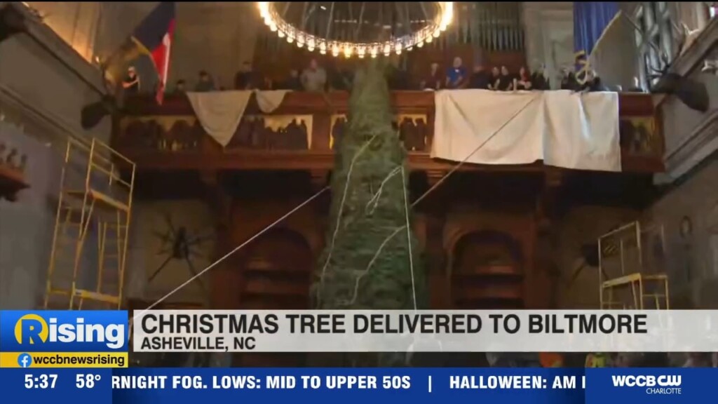 Christmas Tree Delivered To Biltmore As Staff Prepare To Welcome Guests For The Holidays