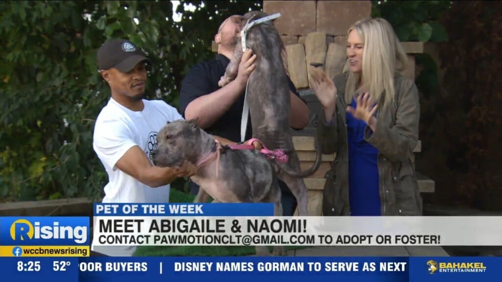 Pets Of The Week: Meet Abigale And Naomi!