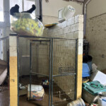 Brother Wolf Animal Rescue Destroyed By Helene Img 7143