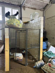 Brother Wolf Animal Rescue Destroyed By Helene Img 7143