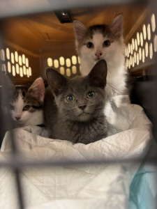 Brother Wolf Animal Rescue Destroyed By Helene Img 6250 2