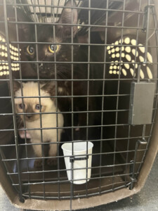 Brother Wolf Animal Rescue Destroyed By Helene Img 0178