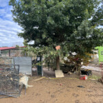 Brother Wolf Animal Rescue Destroyed By Helene Img 7133