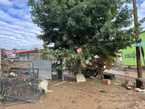 Brother Wolf Animal Rescue Destroyed By Helene Img 7133