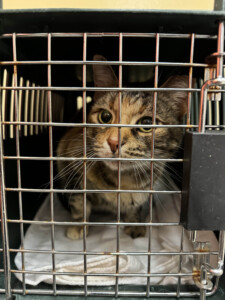 Brother Wolf Animal Rescue Destroyed By Helene Img 6234