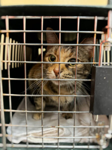 Brother Wolf Animal Rescue Destroyed By Helene Img 6234 Vsco