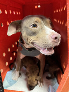 Brother Wolf Animal Rescue Destroyed By Helene Img 6302