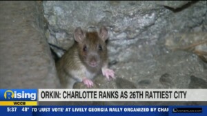 Charlotte Ranks Among The Rattiest Cities In The Country