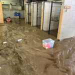 Brother Wolf Animal Rescue Destroyed By Helene Img 7141