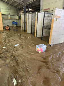 Brother Wolf Animal Rescue Destroyed By Helene Img 7141