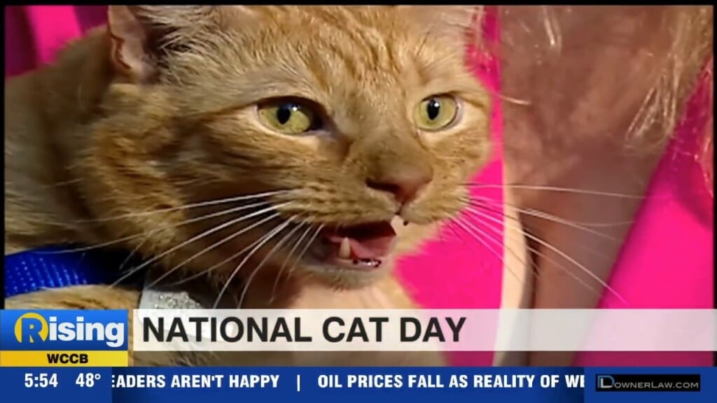 National Cat Day WCCB Charlotte's CW