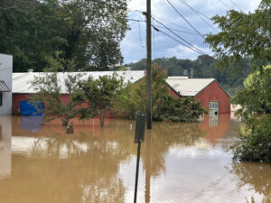 Brother Wolf Animal Rescue Destroyed By Helene Img 7045