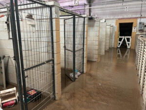 Brother Wolf Animal Rescue Destroyed By Helene Img 7148