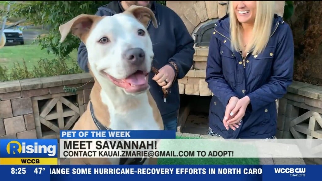 Pet Of The Week: Meet Savannah