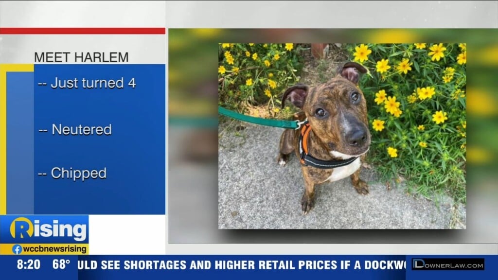 Pet Of The Week: Meet Harlem
