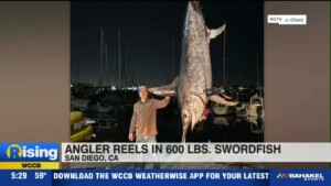 600 Lb Swordfish