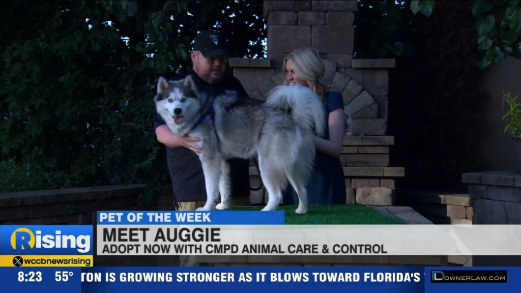 Pet Of The Week: Meet Augie