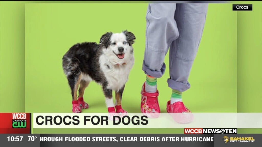 Crocks For Dogs