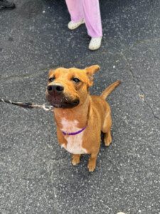 Brother Wolf Animal Rescue Destroyed By Helene Img 6240 Copy