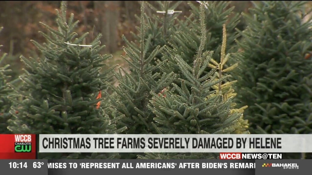 Christmas Tree Farm Severely Damaged By Helene