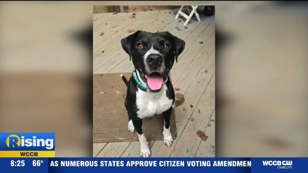 Pet Of The Week: Durango