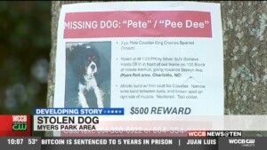 Search For Stolen Dog