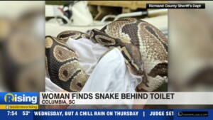 Sneaky Snakes: South Carolina Woman Find Python Behind Her Toilet