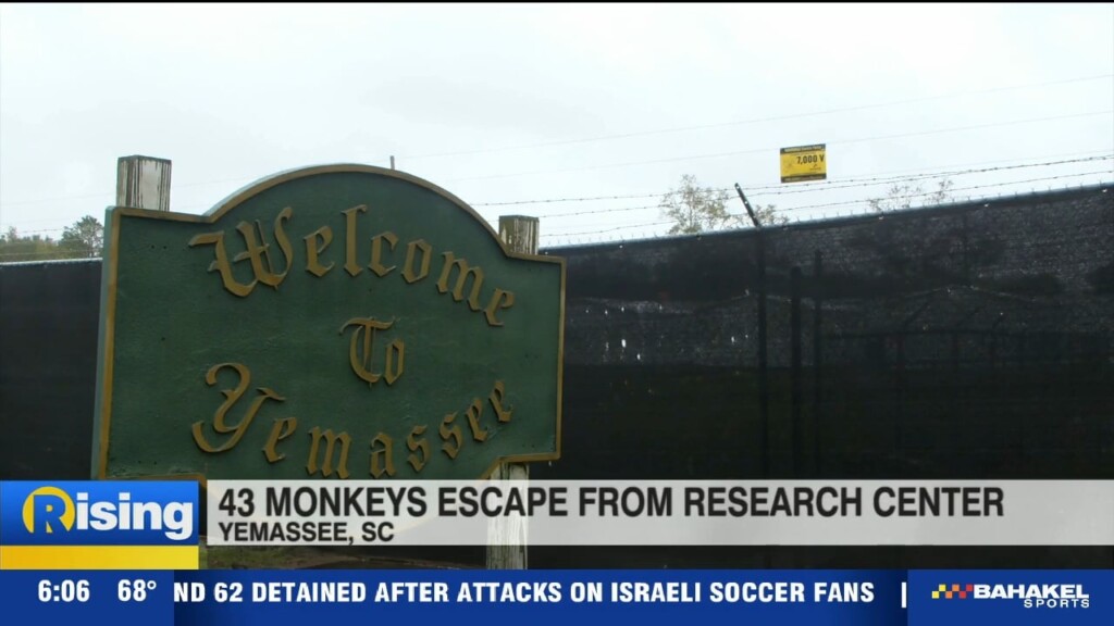 More Than 40 Monkeys Escape From South Carolina Research Facility