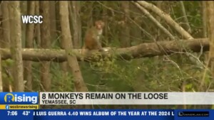 8 Monkeys Still On The Loose