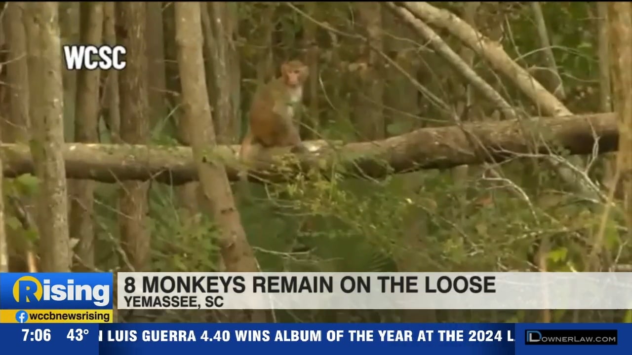 8 Monkeys still on the loose - WCCB Charlotte's CW